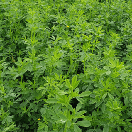 ΤΡΙΦΥΛΛΙ ALFALFA BLUE MOON