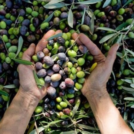 ΕΙΔΗ ΕΛΑΙΟΣΥΛΛΟΓΗΣ