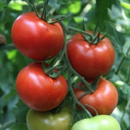 ΝΤΟΜΑΤΑ TORRY