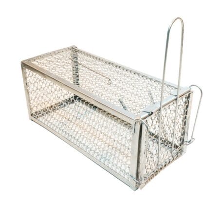 ΠΟΝΤΙΚΟΠΑΓΙΔΑ ΚΛΟΥΒΙ