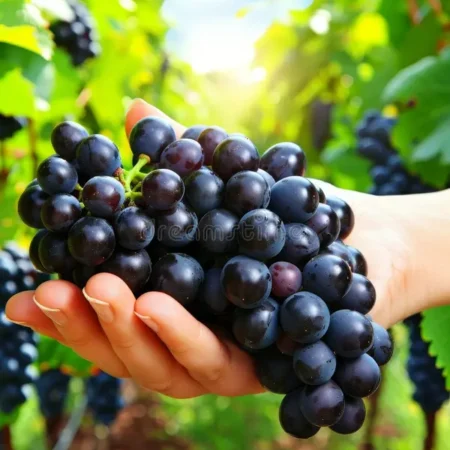 ΟΙΝΟΠΟΙΗΤΙΚΟΣ ΕΞΟΠΛΙΣΜΟΣ